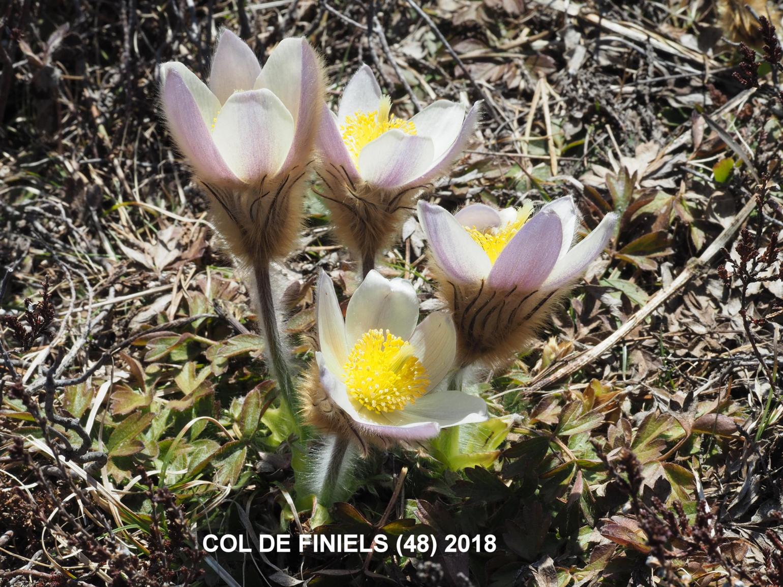 Pasque flower, Pale